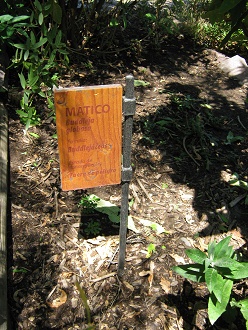 Matico (lat.
Buddleja globosa) Matico
(lat. Buddleja globosa)