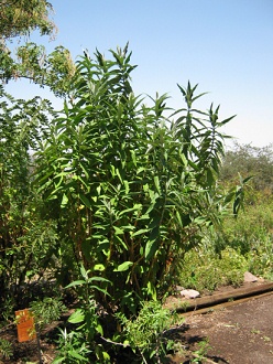 Matico (lat.
Buddleja globosa) Matico (lat.
Buddleja globosa)