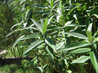 Matico (lat. Buddleja globosa),
Nahaufnahme Matico
(lat. Buddleja globosa), Nahaufnahme
