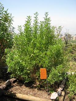 Ein Cul�n-Strauch (lat. Otholobium
                          glandulosum, oder Psoralea glandulosa
                          [web02])