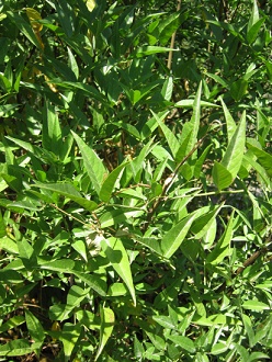 Ein
Culén-Strauch, Nahaufnahme Ein
Culén-Strauch, Nahaufnahme