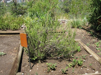 Satureja
gilliesii (span. Menta de árbol, lat. Satureja
gilliesii) Satureja gilliesii (span. Menta de árbol,
lat. Satureja gilliesii)