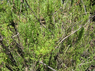 Satureja gilliesii (span. Menta de
árbol, lat. Satureja gilliesii), Nahaufnahme Satureja gilliesii (span. Menta de árbol,
lat. Satureja gilliesii), Nahaufnahme