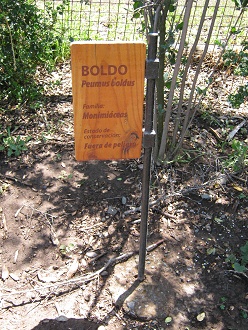 Tafel des Boldo-Strauch (lat. Peumus
boldus) Tafel
des Boldo-Strauch (lat. Peumus boldus)