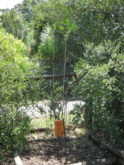 Der Boldo-Strauch (lat. Peumus boldus) Der Boldo-Strauch (lat. Peumus boldus)