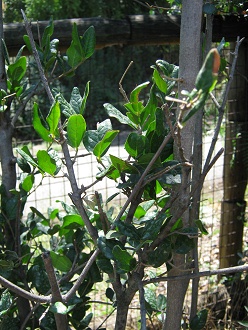 Die Blättchen des
Boldo-Strauchs (lat. Peumus boldus),
Nahaufnahme Die
Blättchen des Boldo-Strauchs (lat. Peumus
boldus), Nahaufnahme