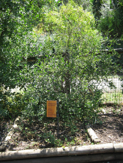 Myrte (span. Arrayán, lat. Luma
apiculata) Myrte
(span. Arrayán, lat. Luma apiculata)