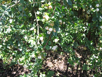 Myrtenblättchen mit Myrtenblüten (span.
Arrayán, lat. Luma apiculata) Myrtenblättchen mit Myrtenblüten (span.
Arrayán, lat. Luma apiculata)
