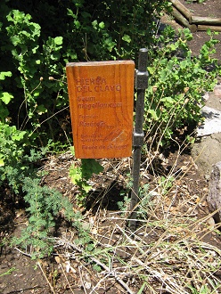 Die Tafel des Krauts Geum magellanicum
                            (span.: Hierba del clavo, lat. Geum
                            magellanicum, auch Geum parviflorum)