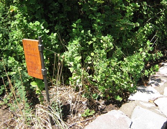 Das Kraut Geum magellanicum (span.:
                            Hierba del clavo, lat. Geum magellanicum,
                            auch Geum parviflorum)