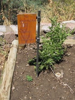 Guayacán (lat. Porlieria chilensis) Guayacán (lat. Porlieria chilensis)
