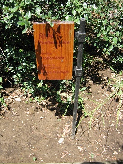 Tafel des Roten
Andenstrauchs (span. Ñipa, lat. Escallonia
rubra) Tafel
des Roten Andenstrauchs (span. Ñipa, lat.
Escallonia rubra)