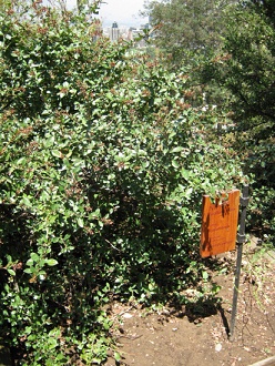 Roter Andenstrauch
(span. Ñipa, lat. Escallonia rubra) Roter Andenstrauch (span. Ñipa, lat.
Escallonia rubra)