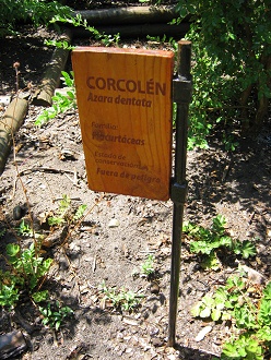 Tafel
des Strauchs Azara dentata (span. Corcolén,
lat. Azara dentata) Tafel des Strauchs Azara dentata (span.
Corcolén, lat. Azara dentata)