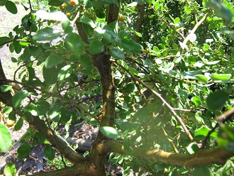 Strauch Azara dentata (span. Corcolén,
lat. Azara dentata), Nahaufnahme Strauch Azara dentata (span. Corcolén,
lat. Azara dentata), Nahaufnahme