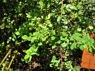 Corcol�n, Nahaufnahme