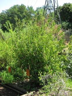 Chile-Weinbeere (span. Maqui, (lat.
                          Aristotelia chilensis)