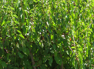 Chile-Weinbeere (span. Maqui, (lat.
                          Aristotelia chilensis)