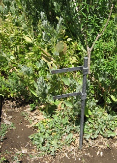 Kraut
                          ohne Tafel