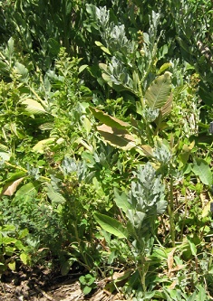 Kraut ohne Tafel, Nahaufnahme