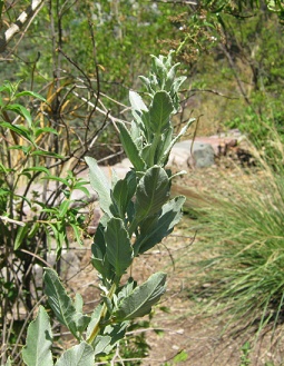 Kraut ohne Tafel, ganz nahe Nahaufnahme