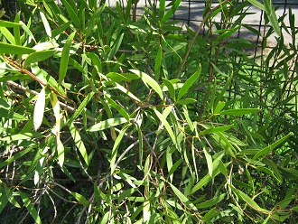 Colliguay (lat. Colliguaja odorifera),
                          Nahaufnahme