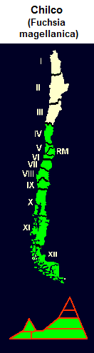 Scharlach-Fuchsie (span. Chilco,
lat. Fuchsia magellanica), Karte und
Grafik der Verbreitung Scharlach-Fuchsie (span. Chilco,
lat. Fuchsia magellanica), Karte und
Grafik der Verbreitung