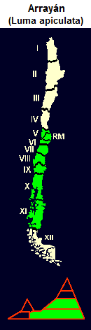 Arrayán (lat. Luma apiculata),
Karte und Grafik der Verbreitung Arrayán (lat. Luma apiculata),
Karte und Grafik der Verbreitung