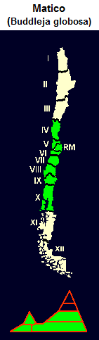 Matico (lat. Buddleja globosa),
Karte und Grafik der Verbreitung Matico (lat. Buddleja globosa),
Karte und Grafik der Verbreitung