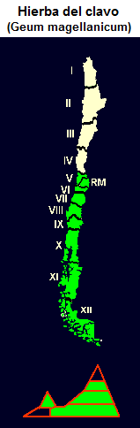 Hierba del clavo
(lat. Geum magellanicum), Karte und
Grafik der Verbreitung Hierba del clavo (lat. Geum
magellanicum), Karte und Grafik der
Verbreitung