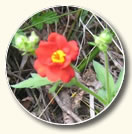 Magellan-Nelkenwurz
(Hierba del clavo), rote Blüte Magellan-Nelkenwurz (Hierba del clavo),
rote Blüte