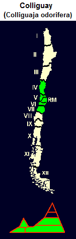 Colliguay (lat. Colliguaja
                                odorifera), Karte und Grafik der
                                Verbreitung