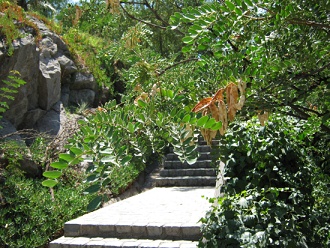 Tarabaum, Nahaufnahme der Fiederbl�tter
                          und der Fr�chte