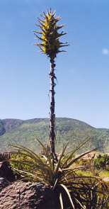 Chagual / Puya chilensis, Bl�te