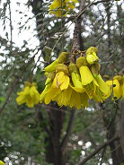 Bl�ten des Schnurbaums (span. Pel�,
                          Petrillo, lat. Sophora microphylla)