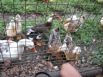 Gef�tterte Enten und G�nse