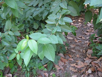 Die Bl�tter der Winterrinde (span.
                          Canelo, lat. Drimys winteri)