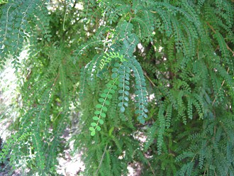 Die Fiederbl�ttchen des Pel� (lat.
                          Sophora microphylla), Nahaufnahme