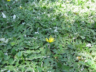 Jacaranda, Nahaufnahme