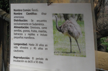 Text �ber den Nandu