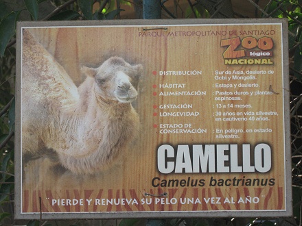 Tafel mit Angaben �ber das Kamel