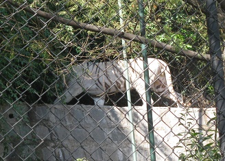 Weisser Tiger wandert und schreit
                                  herum