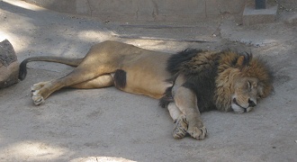 Der L�we ruht - die Gefahr ruht