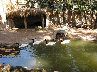 Schwarz-weisse Schw�ne