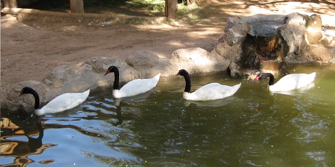 Schwarz-weisse Schw�ne,
                                  Nahaufnahme