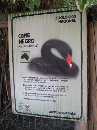 Tafel mit
                          Angaben �ber den schwarzen Schwan