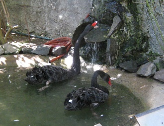 Schwarze Schw�ne, Nahaufnahme