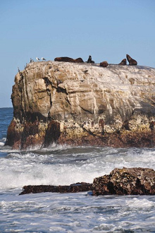 Santa-Maria-Insel: Nicht nur
                              Menschen, auch Seelwen mssen sich auf
                              neue Gegebenheiten einstellen. Dieser Fels
                              hat sich um mehr als 1,50 Meter gehoben,
                              was den Tieren den Einstieg ins Wasser
                              nicht unbedingt erleichtert.