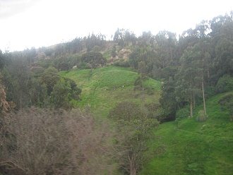 Berghang mit Eukalyptus