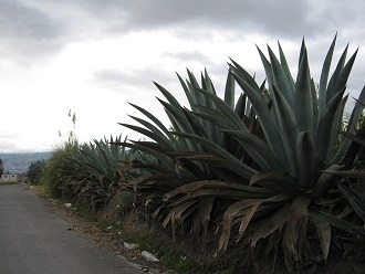Cabuya am Strassenrand (Furcraea andina)